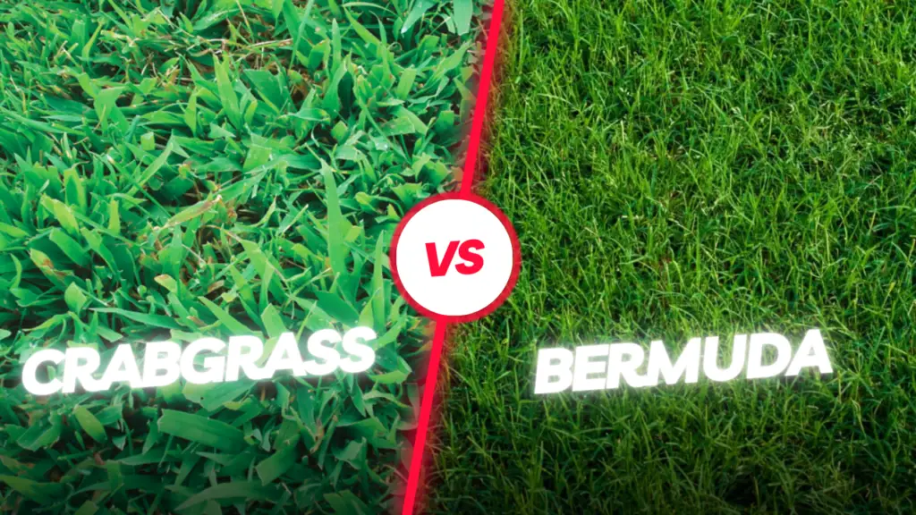 crabgrass vs bermuda grass