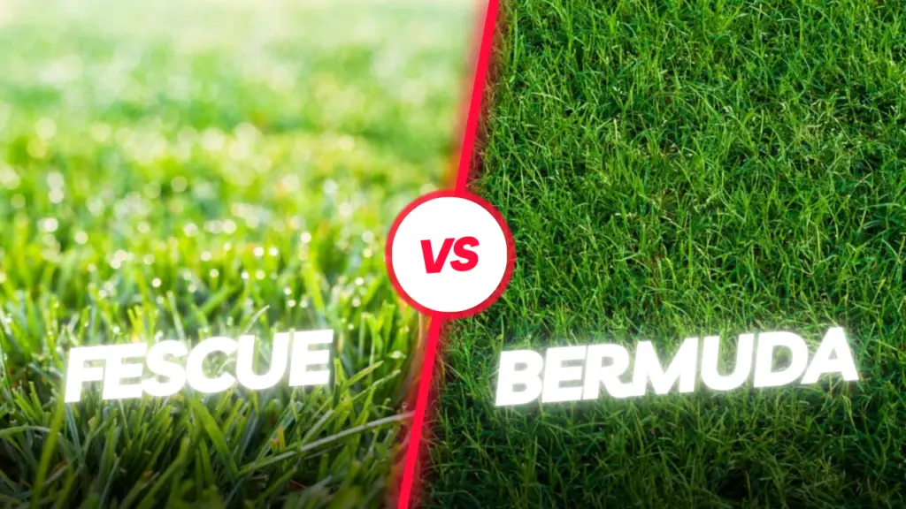 fescue vs bermuda grass