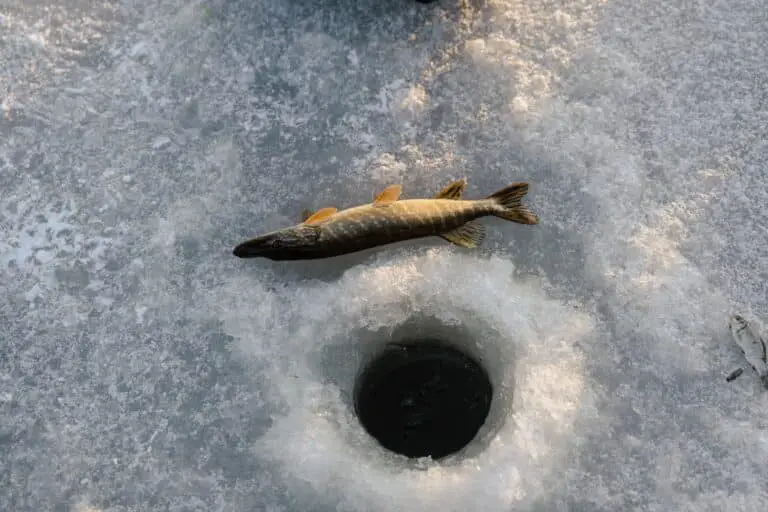 Best Ice Fishing Gear for Beginners