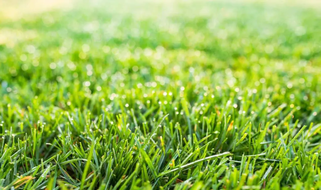Benefits of Fescue Grass