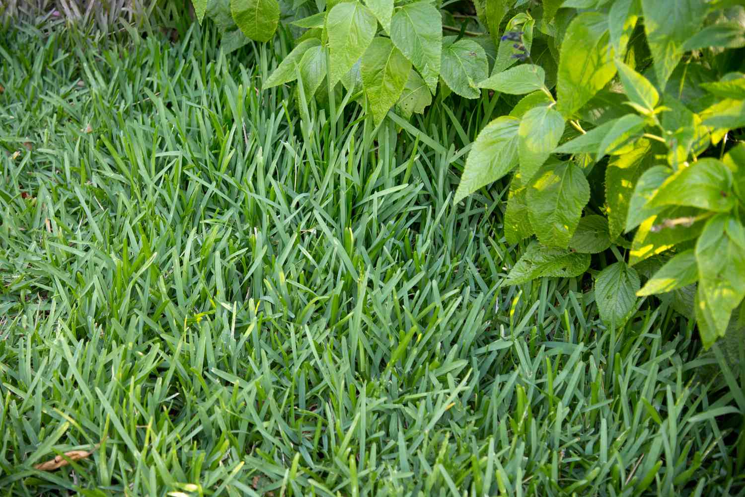 Benefits of Growing Centipede Grass