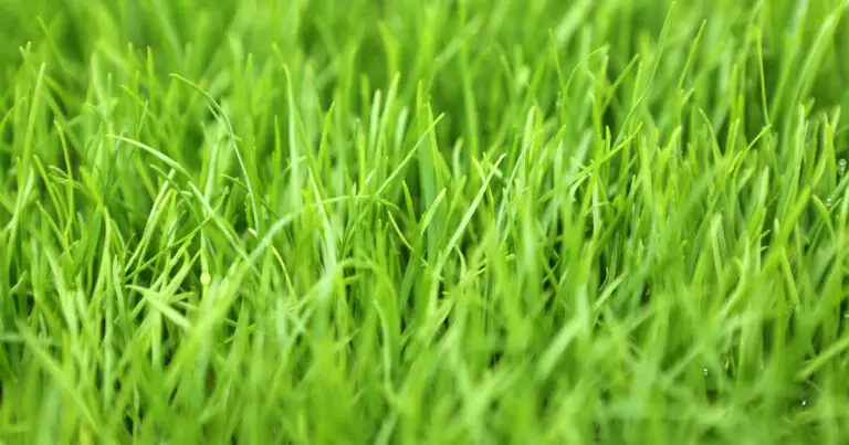 Benefits of Planting Ryegrass