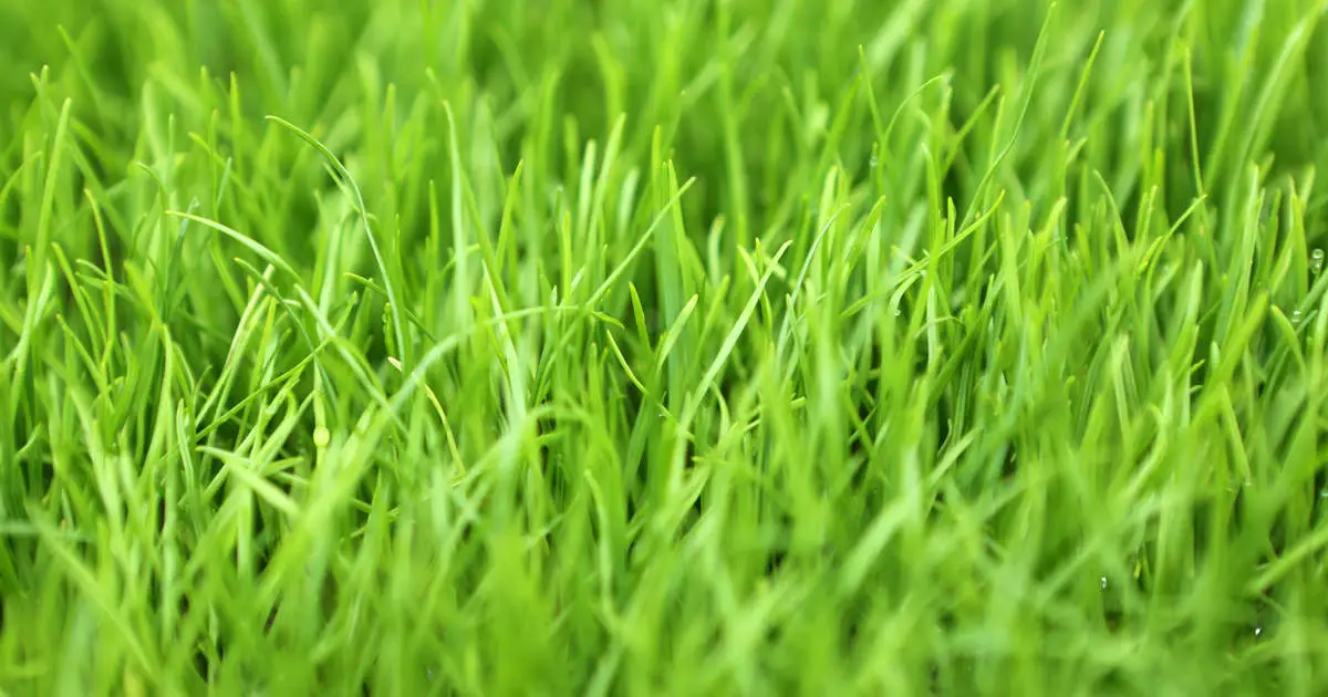 Benefits of Planting Ryegrass