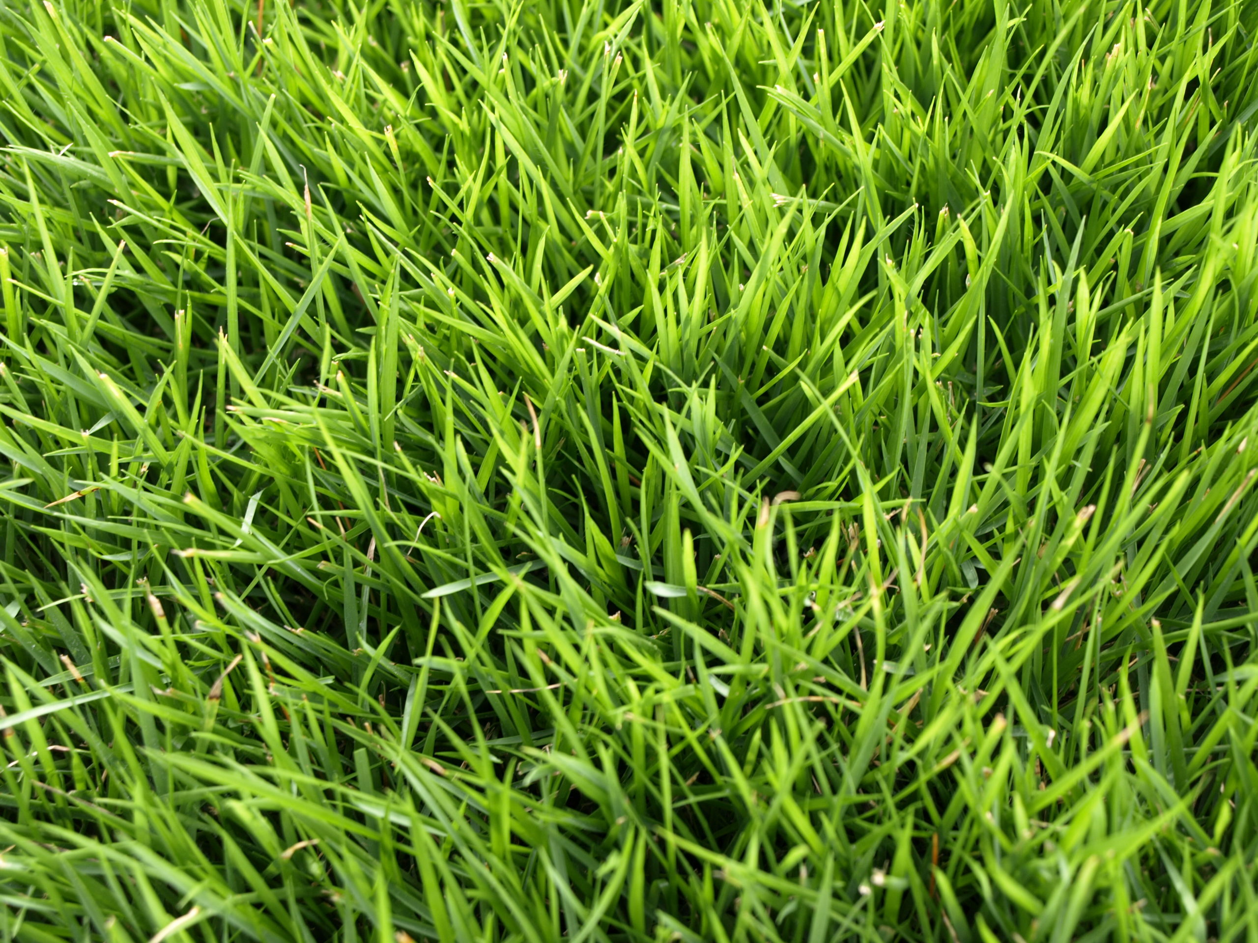 Benefits of Zoysia Grass