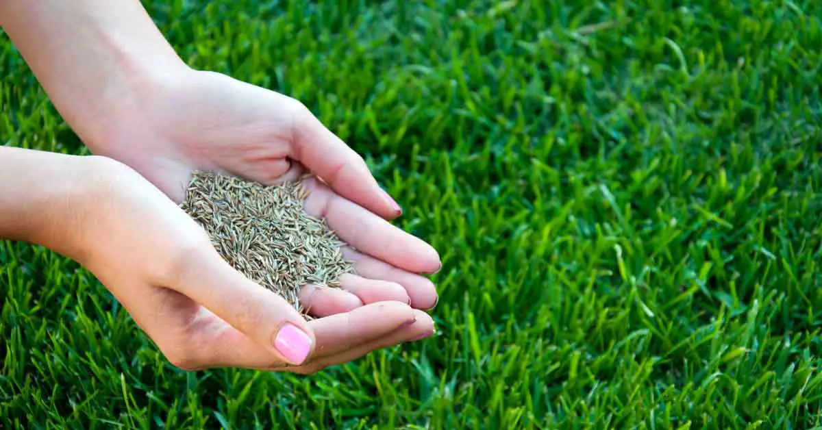 how to plant bermuda grass from seed