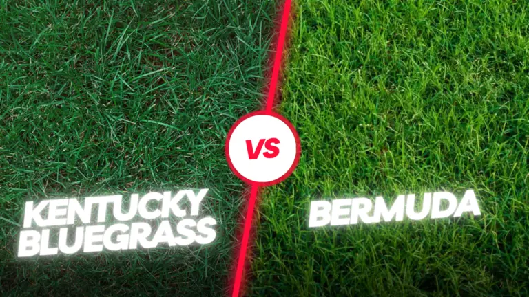 bermuda grass vs kentucky bluegrass